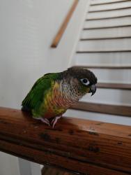 Lost Male Bird last seen Ralph Street, Atlantic Uniform, Signature Gym, , Belleville, NJ 07109