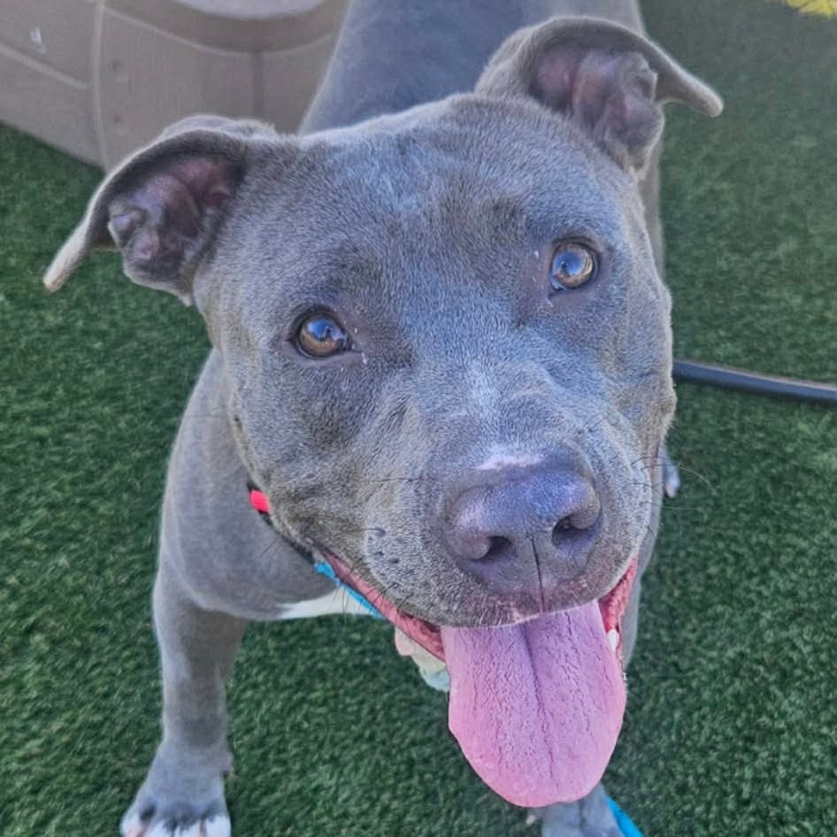 Shelter Stray Male Dog last seen , Animal Care & Control Team of Philly, 111 W Hunting Park Ave, Philadelphia, PA 19140, USA