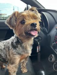 Lost Male Dog last seen 33rd and Kansa, Dickinson, TX 77539