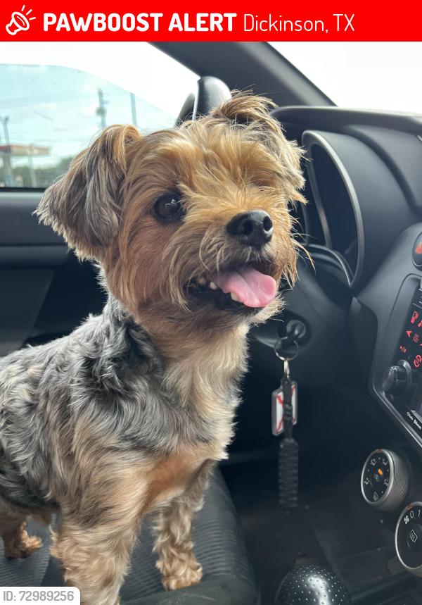Lost Male Dog last seen 33rd and Kansa, Dickinson, TX 77539