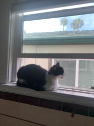Reunited Female Cat last seen Union street and Ivy street, San Diego, CA 92101