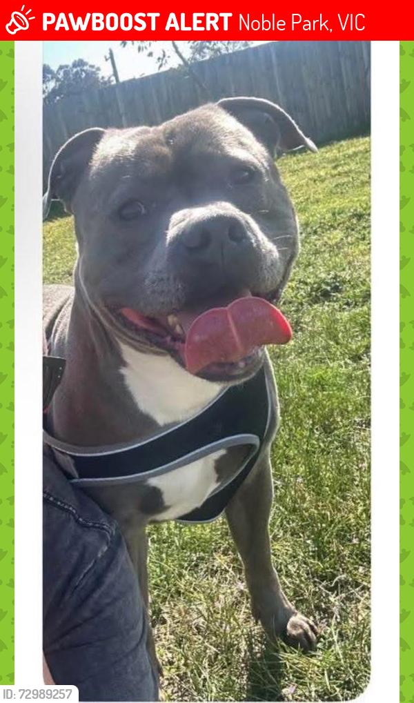 Lost Male Dog last seen Heatherton road noble park , Noble Park, VIC 3174