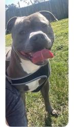 Lost Male Dog last seen Heatherton road noble park , Noble Park, VIC 3174