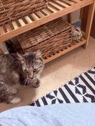 Found/Stray Unknown Cat last seen 58th st and 8th Ave, Sacramento, CA 95817