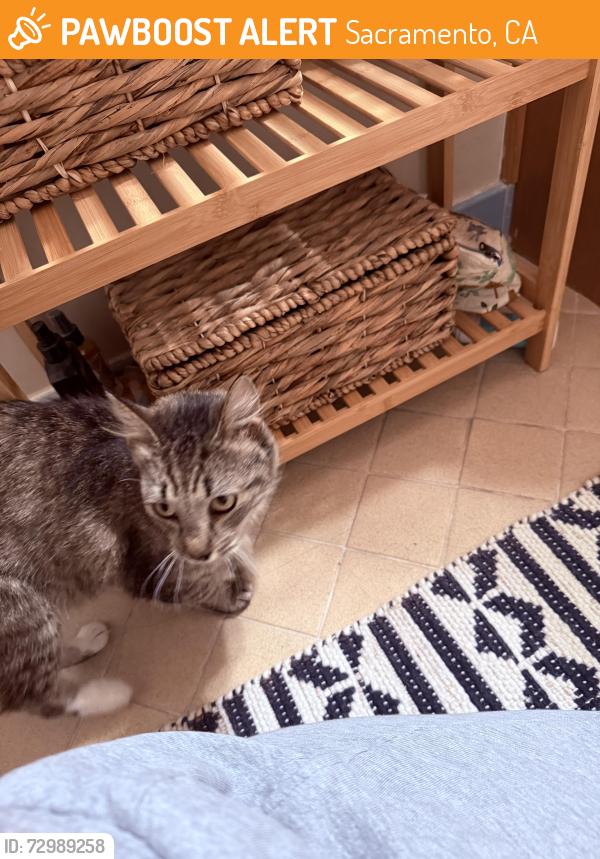Found/Stray Unknown Cat last seen 58th st and 8th Ave, Sacramento, CA 95817