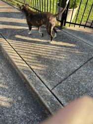 Found/Stray Male Dog last seen Wilson and dodson ave, near the small neighborhood clinic , Chattanooga, TN 37406