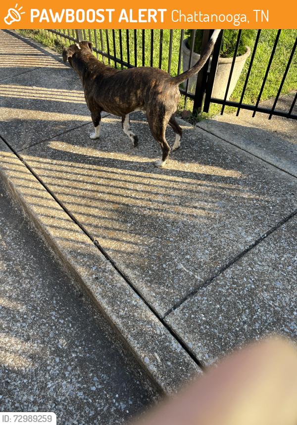 Found/Stray Male Dog last seen Wilson and dodson ave, near the small neighborhood clinic , Chattanooga, TN 37406
