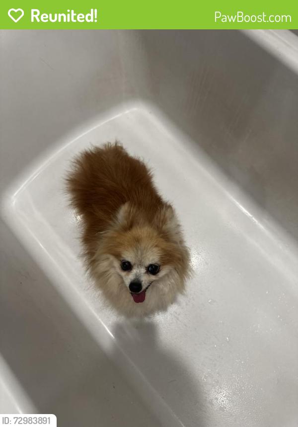Reunited Female Dog last seen Near W Broadway Rd, Tolleson, AZ 85353