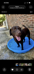 Lost Male Dog last seen candlewick estatss, Greenville, NC 27834