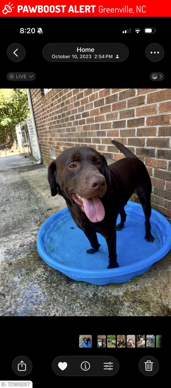 Lost Male Dog last seen candlewick estatss, Greenville, NC 27834