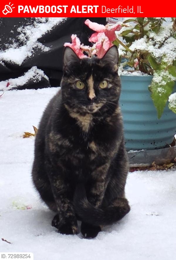 Lost Female Cat last seen Indian Hill Rd & Charing Cross Rd, Deerfield, IL 60015