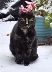 Lost Female Cat last seen Indian Hill Rd & Charing Cross Rd, Deerfield, IL 60015