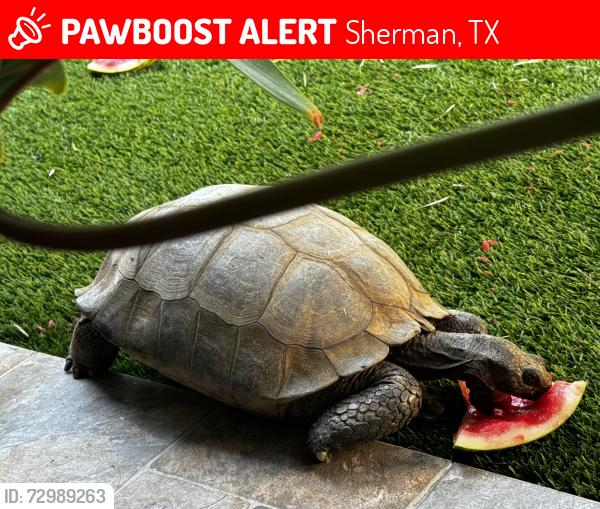 Lost Female Reptile last seen Silverton Dr and Brookstone, Sherman, TX 75092