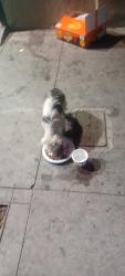 Found/Stray Unknown Dog last seen Just south of Kentucky , Bakersfield, CA 93305
