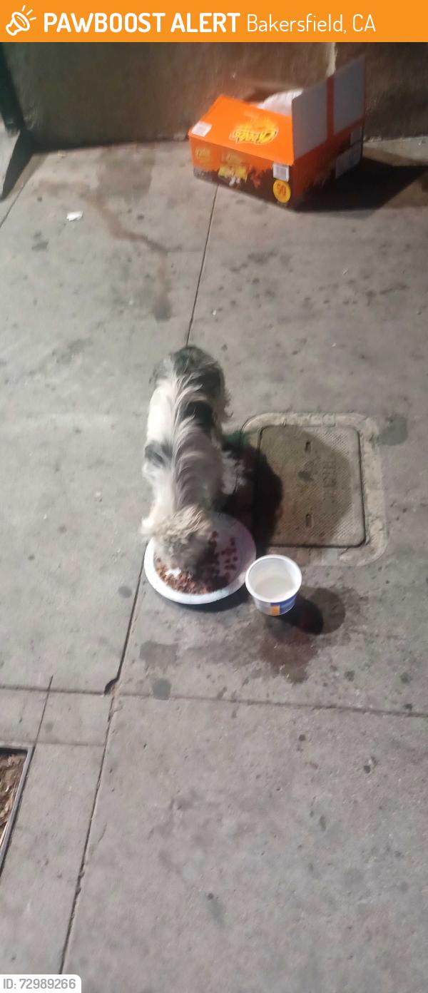 Found/Stray Unknown Dog last seen Just south of Kentucky , Bakersfield, CA 93305