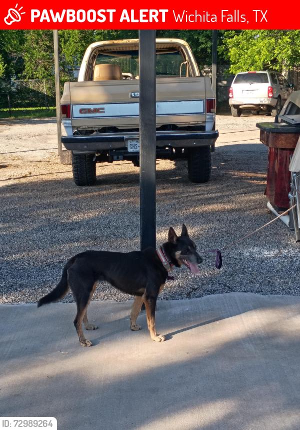 Lost Male Dog last seen Taylor and polk near Monroe street and ave f,g,h, Wichita Falls, TX 76309