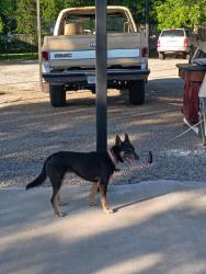 Lost Male Dog last seen Taylor and polk near Monroe street and ave f,g,h, Wichita Falls, TX 76309