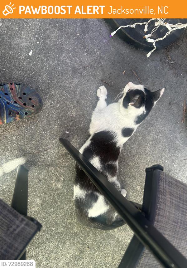 Found/Stray Male Cat last seen Carolina Forest boulevard Jacksonville NC, Jacksonville, NC 28546