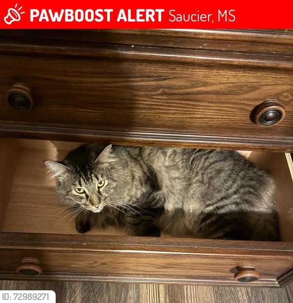 Lost Male Cat last seen Deer Dr. , Saucier, MS 39574
