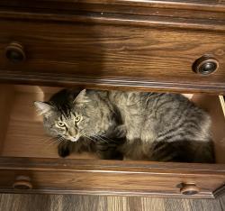Lost Male Cat last seen Deer Dr. , Saucier, MS 39574