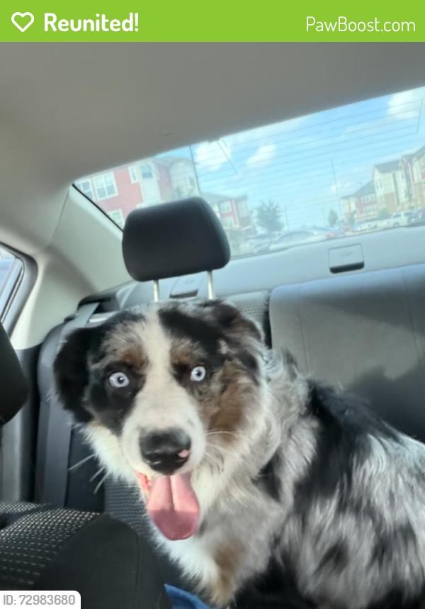 Reunited Male Dog last seen Sendero Trace apmts, San Marcos, TX 78666