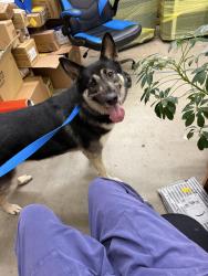 Found/Stray Unknown Dog last seen Heather hills , Winston-Salem, NC 27127