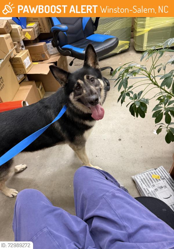 Found/Stray Unknown Dog last seen Heather hills , Winston-Salem, NC 27127