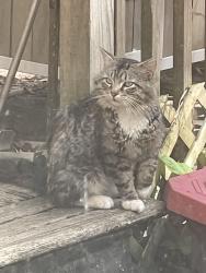 Found/Stray Unknown Cat last seen Near & Cty Rd 9, Minneapolis, MN 55447