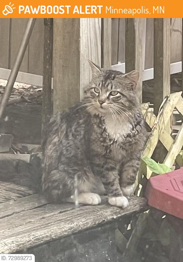 Found/Stray Unknown Cat last seen Near & Cty Rd 9, Minneapolis, MN 55447