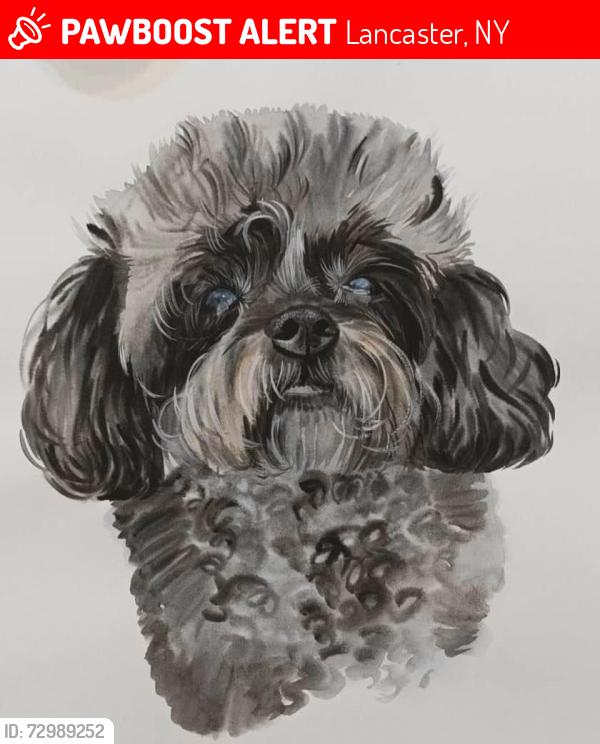 Lost Female Dog last seen Walden, Hedge Lane, Stoneybrook cndmnium s, Lancaster, NY 14043