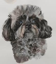 Lost Female Dog last seen Walden, Hedge Lane, Stoneybrook cndmnium s, Lancaster, NY 14043