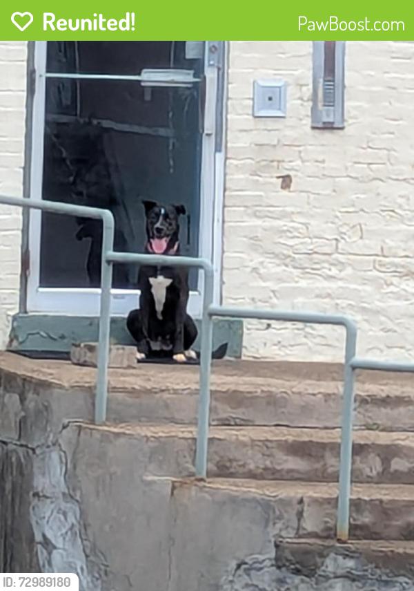 Reunited Unknown Dog last seen Barbs Diner , Carnegie, PA 15106