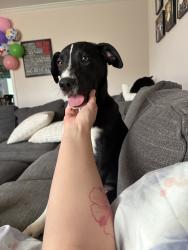 Reunited Male Dog last seen Chicken Pike, Smyrna, TN 37167, USA, Smyrna, TN 37167