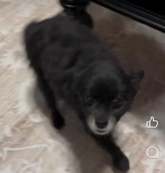 Reunited Male Dog last seen Near Sherri & Karen, Gilbert, AZ 85296