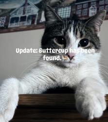 Found/Stray Female Cat last seen North side, Sioux City, IA 51105