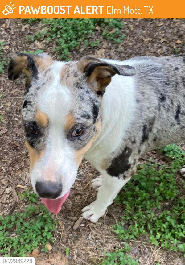 Found/Stray Male Dog last seen Meixner Rd tees into Elm Mott drive (hwy 308), Elm Mott, TX 76640