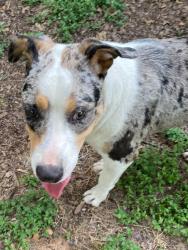 Found/Stray Male Dog last seen Meixner Rd tees into Elm Mott drive (hwy 308), Elm Mott, TX 76640