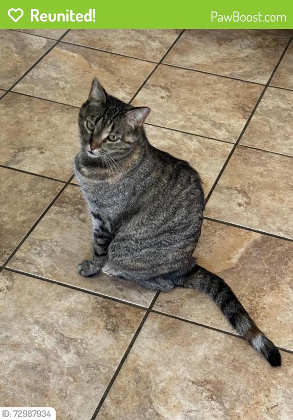 Reunited Female Cat last seen High ridge Drive, Burleson, TX 76028