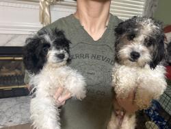 Found/Stray Female Dog last seen Regal Ct. and Georgetown Circle, Fayetteville, NC 28314