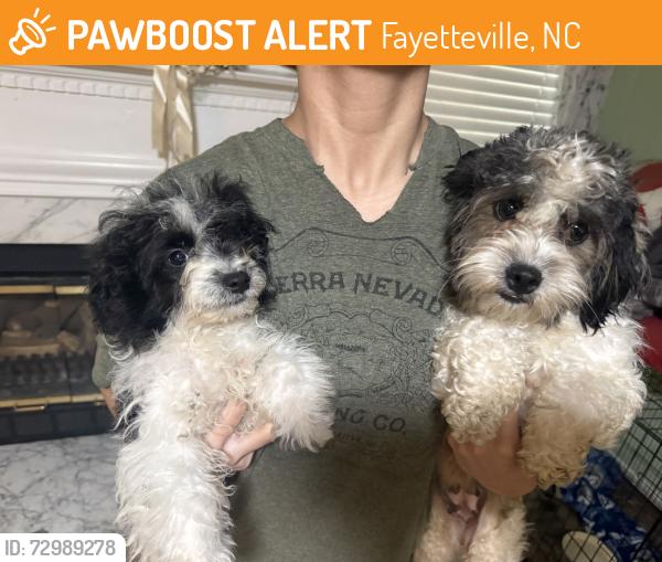 Found/Stray Female Dog last seen Regal Ct. and Georgetown Circle, Fayetteville, NC 28314