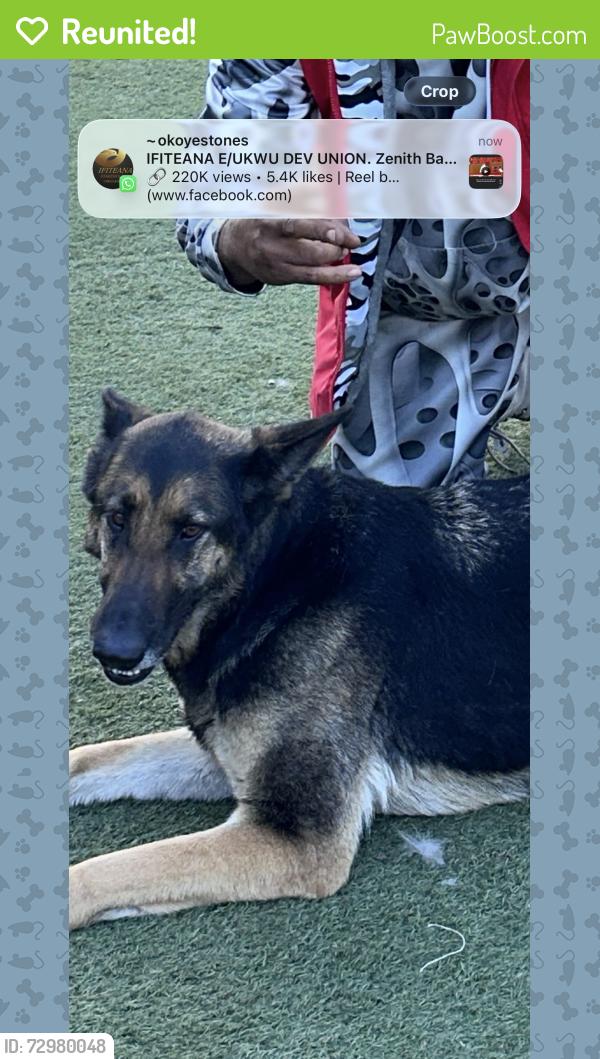 Reunited Female Dog last seen Norton ave, Lynwood, CA 90262