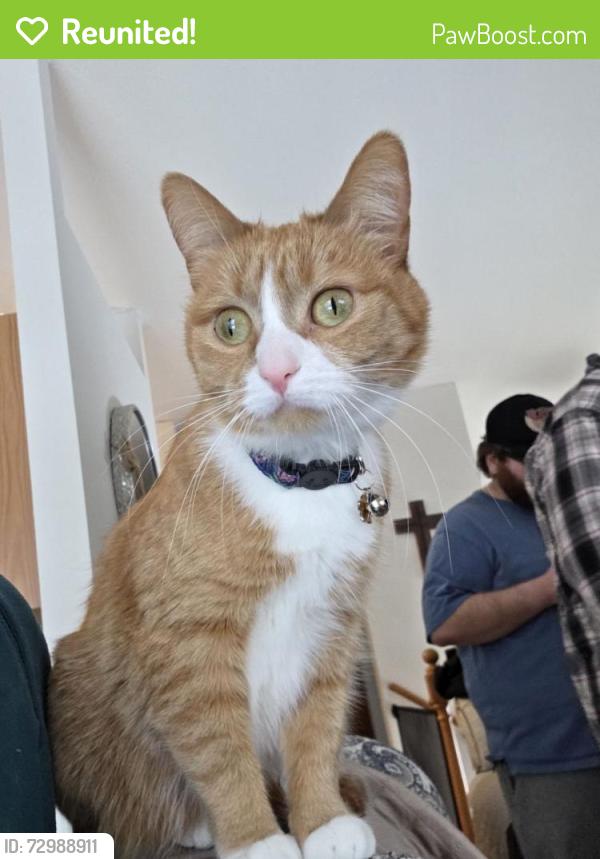 Reunited Female Cat last seen Near 7th St N Moorhead, MN, Moorhead, MN 56560