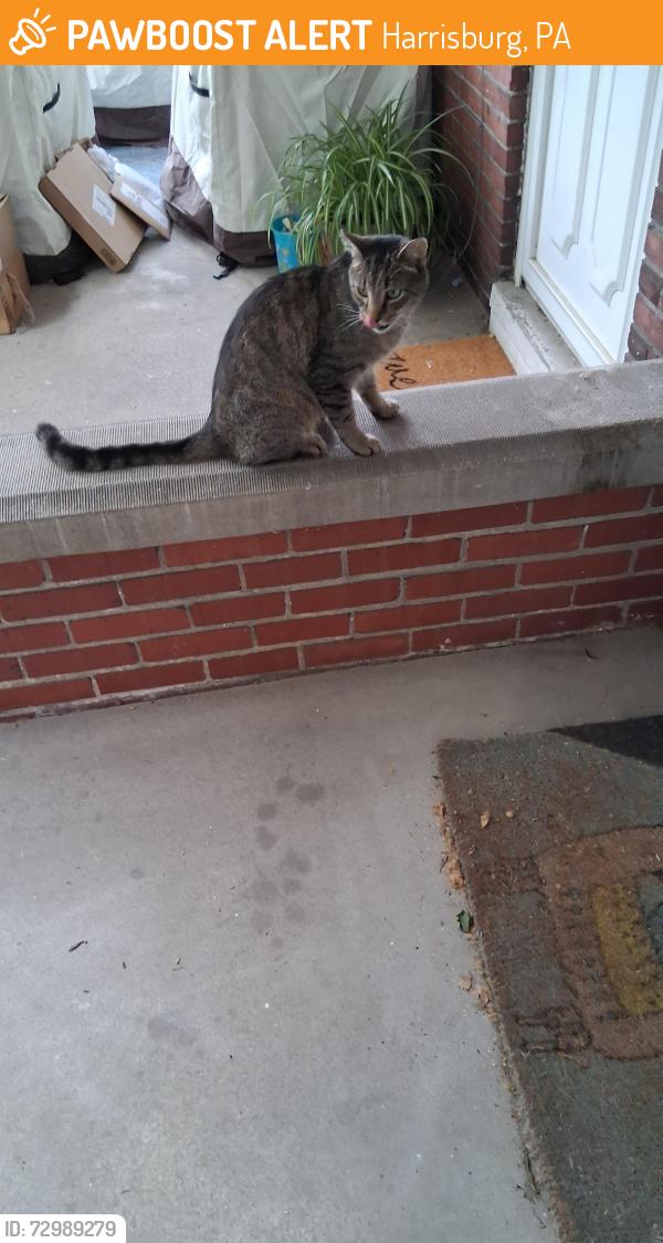 Surrendered Unknown Cat last seen N. 3rd and Edward Harrisburg PA, Harrisburg, PA 17110