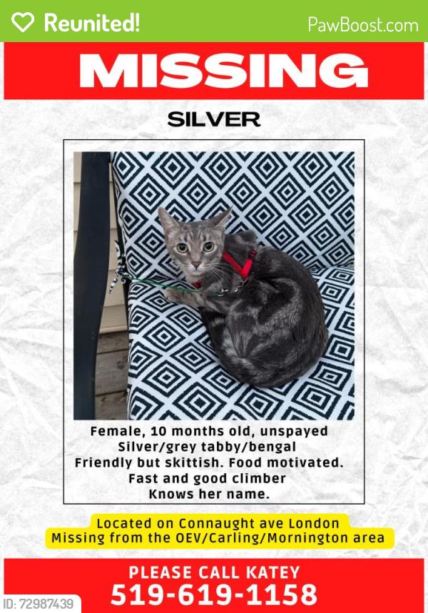 Reunited Female Cat last seen Connaught avenue, London ontario, London, ON N5Y
