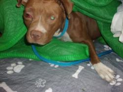 Shelter Stray Female Dog last seen , 14409 Vanowen St, Van Nuys, CA 91405, USA