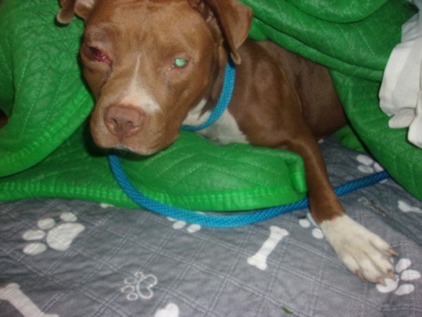Shelter Stray Female Dog last seen , 14409 Vanowen St, Van Nuys, CA 91405, USA