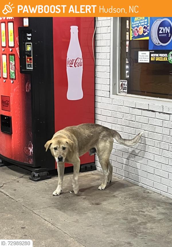 Found/Stray Male Dog last seen Jet express, Hudson, NC 28638