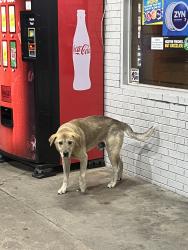 Found/Stray Male Dog last seen Jet express, Hudson, NC 28638