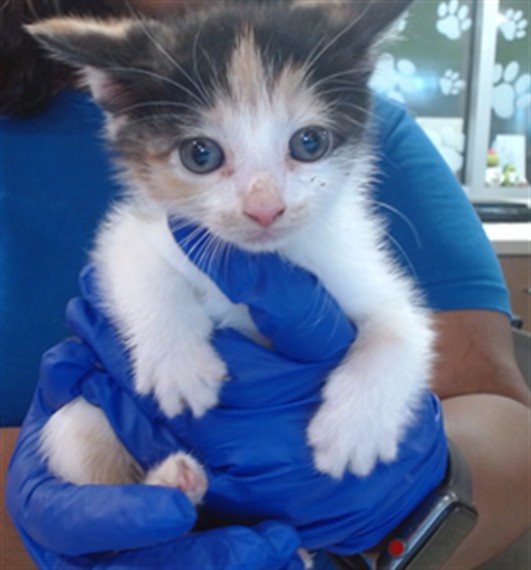 Shelter Stray Female Cat last seen Near BLOCK DIXIE HWY, 3528 Newburg Rd, Louisville, KY 40218, USA