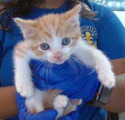 Shelter Stray Male Cat last seen Near BLOCK DIXIE HWY, 3528 Newburg Rd, Louisville, KY 40218, USA